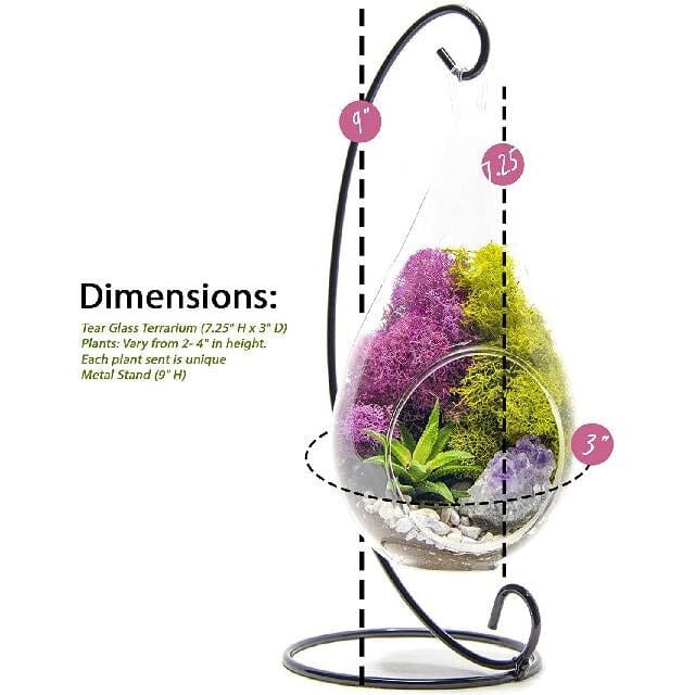 Genuine Purple Amethyst Crystal Quartz in Tear Drop Air Plant Terrarium Kit (Shipping to US only)Jewelry Set