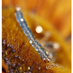 Blue Topaz Yellow 14K Gold BraceletBracelet