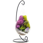 Genuine Purple Amethyst Crystal Quartz in Tear Drop Air Plant Terrarium Kit (Shipping to US only)Jewelry Set