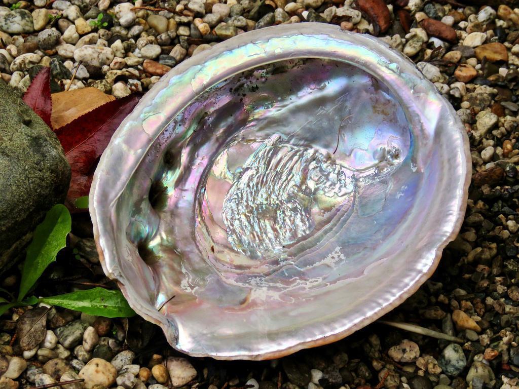 Healing Crystal Handbook: Abalone