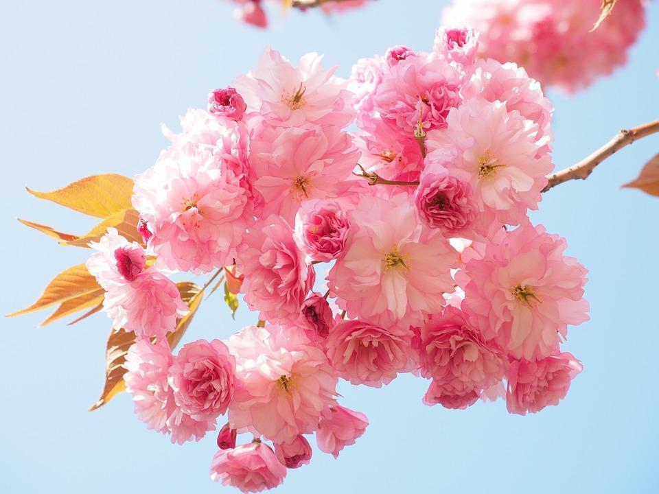 We Found the Secrets behind Sakura Incense